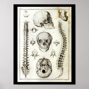 Anatomie der menschlichen Wirbelsäule Poster