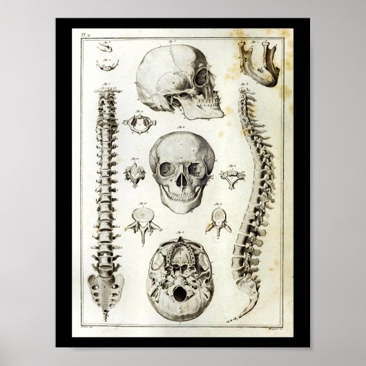 Anatomie der menschlichen Wirbelsäule Poster (Vorne)