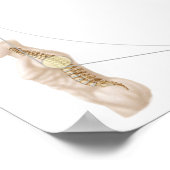 Anatomie der menschlichen Wirbelsäule Poster (Ecke)