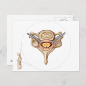 Anatomie der menschlichen Wirbelsäule Postkarte (Vorne/Hinten)