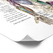 Anatomie der Muskeln Anterior, Posterior, & Deep Poster (Ecke)