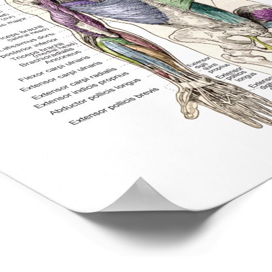 Anatomie der Muskeln Anterior, Posterior, & Deep Poster (Ecke)