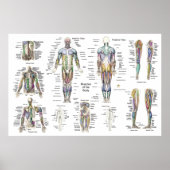 Anatomie der Muskeln Anterior, Posterior, & Deep Poster (Vorne)