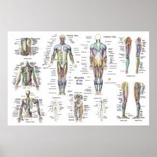 Anatomie der Muskeln Anterior, Posterior, & Deep Poster
