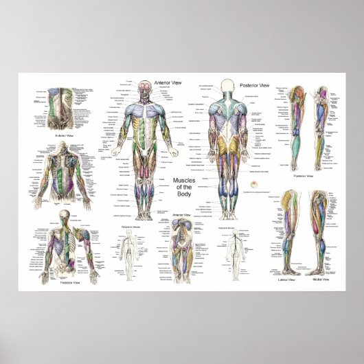 Anatomie der Muskeln Anterior, Posterior, & Deep Poster (Vorne)
