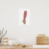 Anatomie der Muskeln der menschlichen Forellen 1 Poster (Küche)