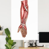 Anatomie der Muskeln der menschlichen Forellen 2 Poster (Heimbüro)