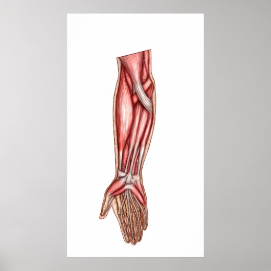 Anatomie der Muskeln der menschlichen Forellen 2 Poster (Vorne)