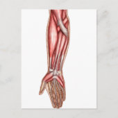 Anatomie der Muskeln der menschlichen Forellen 2 Postkarte (Vorderseite)