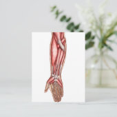 Anatomie der Muskeln der menschlichen Forellen 2 Postkarte (Stehend Vorderseite)