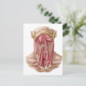 Anatomie der Muskeln des menschlichen Muskels und  Postkarte (Stehend Vorderseite)