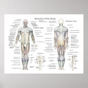 Anatomie der Muskeln Vorder-und Rückseite Poster
