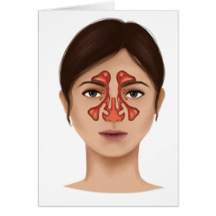 Anatomie der nasalen Kurven