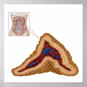 Anatomie der Nebenniere, Querabschnitt Poster