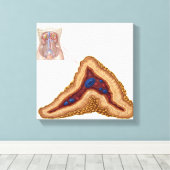 Anatomie der Nebennierenrinde, transversaler Absch Leinwanddruck (Insitu (Holzboden))