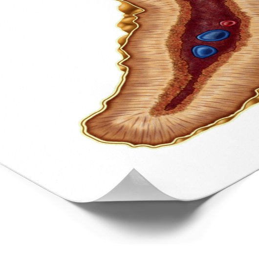 Anatomie der Nebennierenrinde, transversaler Absch Poster (Ecke)