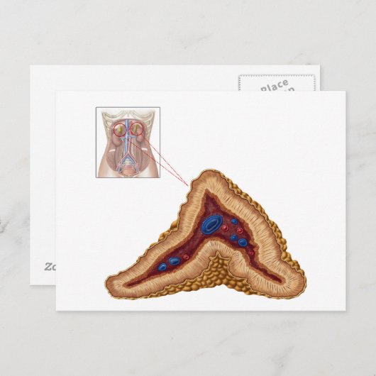 Anatomie der Nebennierenrinde, transversaler Absch Postkarte (Vorne/Hinten)