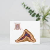 Anatomie der Nebennierenrinde, transversaler Absch Postkarte (Stehend Vorderseite)