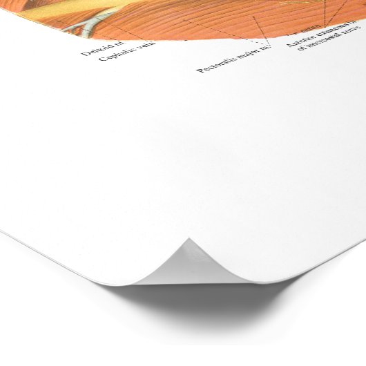 Anatomie der Neck Chart Superficial & Deep Layer Poster (Ecke)