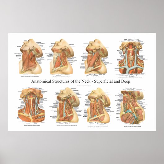 Anatomie der Neck Chart Superficial & Deep Layer Poster (Vorne)