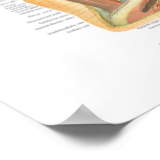 Anatomie der Neck Chart Superficial & Deep Layer Poster (Ecke)