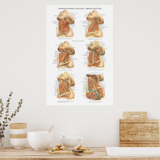 Anatomie der Neck Chart Superficial & Deep Layer Poster (Küche)