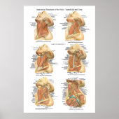 Anatomie der Neck Chart Superficial & Deep Layer Poster (Vorne)