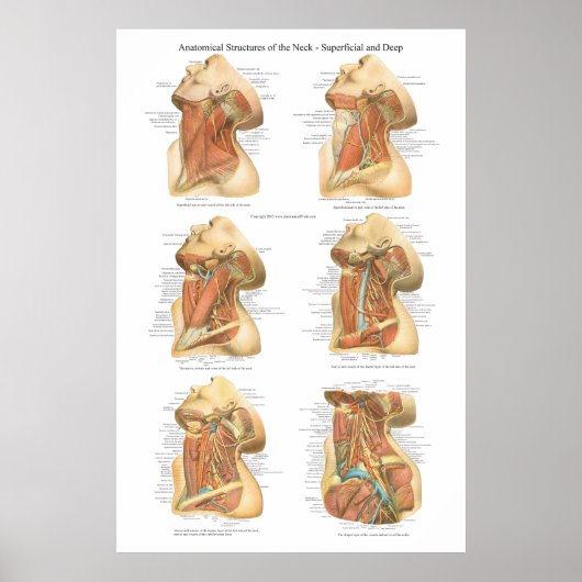 Anatomie der Neck Chart Superficial & Deep Layer Poster (Vorne)