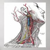 Anatomie der Neck Poster Print (Vorne)