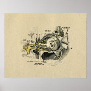 Anatomie der Nerven des menschlichen Auges 1902 Vi Poster