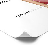 Anatomie der Niere, beschriftet. Poster (Ecke)