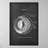 Anatomie der Optometristik des menschlichen Auges Poster (Vorne)