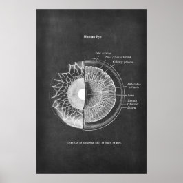 Anatomie der Optometristik des menschlichen Auges Poster