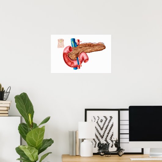 Anatomie der Pankreas Poster (Heimbüro)
