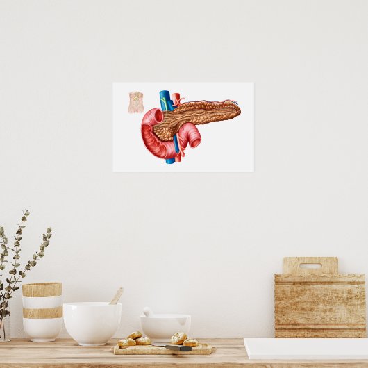 Anatomie der Pankreas Poster (Küche)