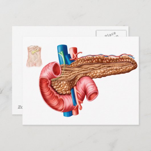 Anatomie der Pankreas Postkarte (Vorne/Hinten)