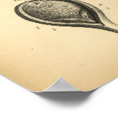 Anatomie der Pferde 1908 Vintag Poster (Ecke)