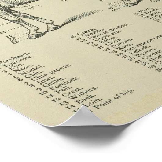 Anatomie der Pferdefläche Poster (Ecke)