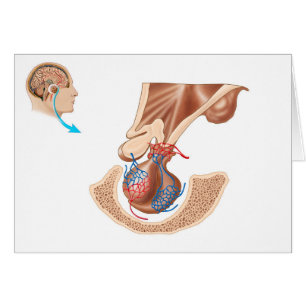 Anatomie der pituitären Drüse