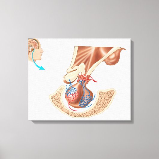 Anatomie der Pituitarlandschaft Leinwanddruck (Vorderseite)