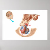 Anatomie der Pituitarlandschaft Poster (Vorne)