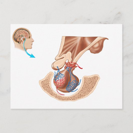 Anatomie der Pituitarlandschaft Postkarte (Vorderseite)