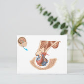 Anatomie der Pituitarlandschaft Postkarte (Stehend Vorderseite)