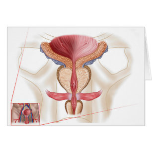 Anatomie der Prostata