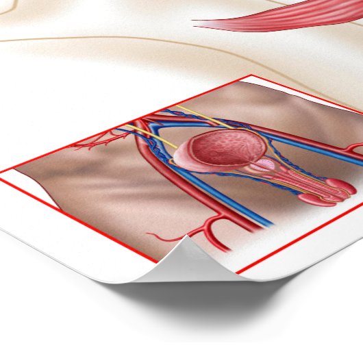 Anatomie der Prostatalandschaft Poster (Ecke)