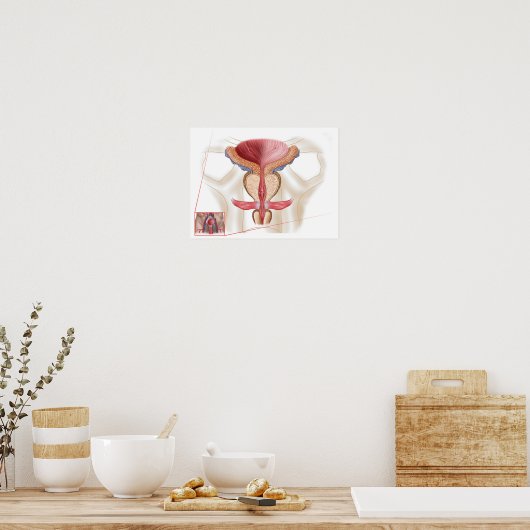 Anatomie der Prostatalandschaft Poster (Küche)