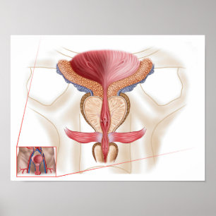 Anatomie der Prostatalandschaft Poster