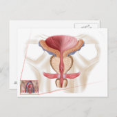 Anatomie der Prostatalandschaft Postkarte (Vorne/Hinten)