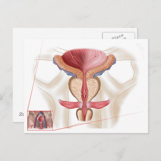 Anatomie der Prostatalandschaft Postkarte (Vorne/Hinten)
