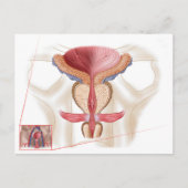 Anatomie der Prostatalandschaft Postkarte (Vorderseite)
